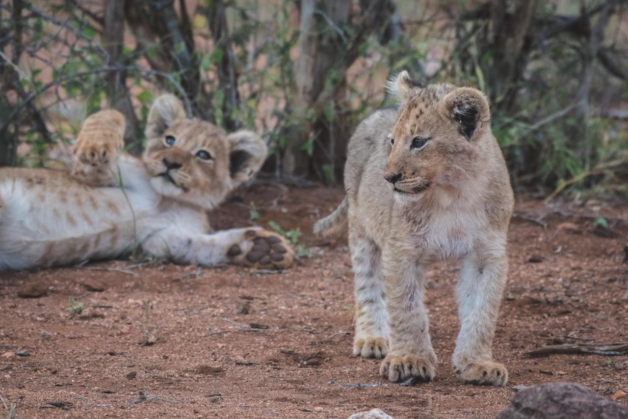 Ku Sungula Safari Lodge Balule Game Reserve Zewnętrze zdjęcie