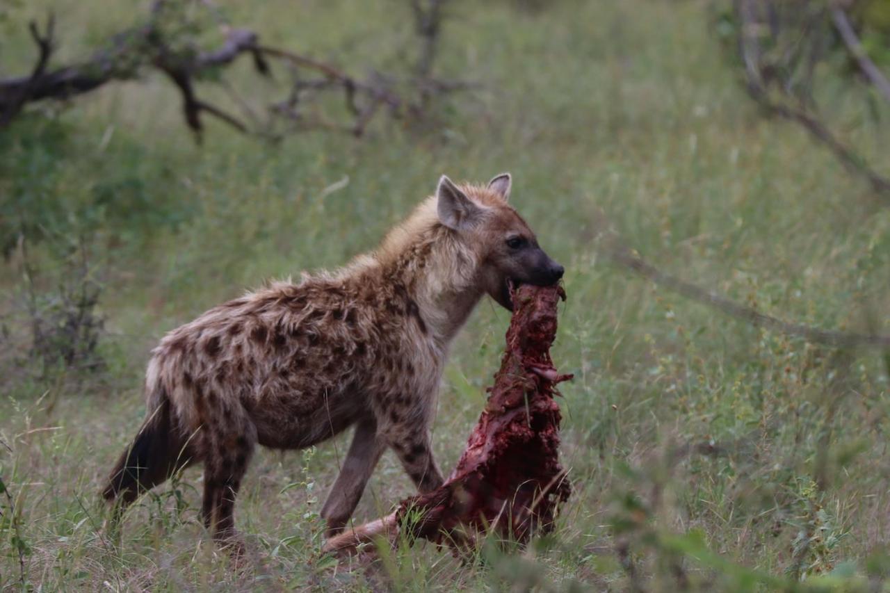 Ku Sungula Safari Lodge Balule Game Reserve Zewnętrze zdjęcie