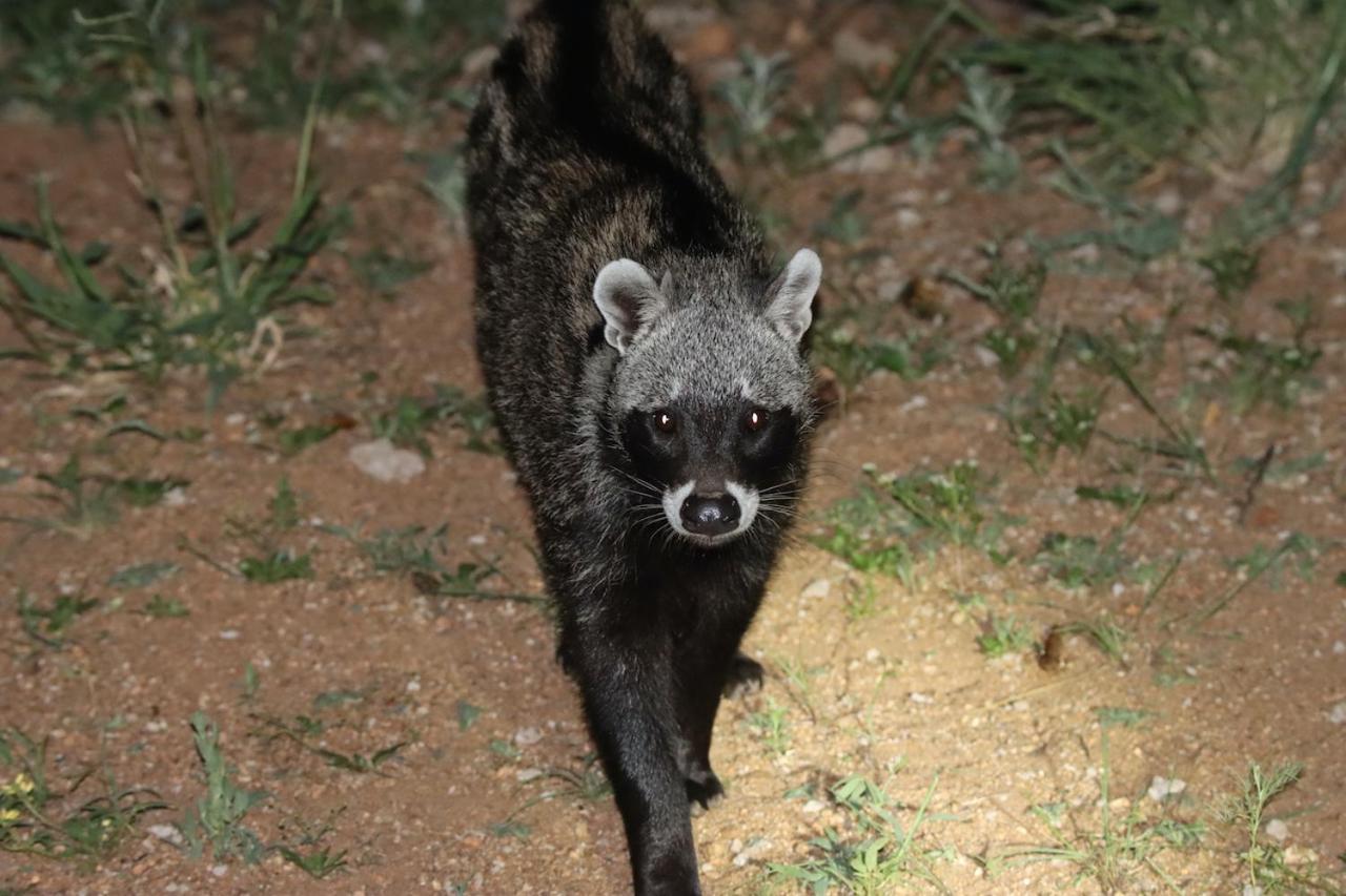 Ku Sungula Safari Lodge Balule Game Reserve Zewnętrze zdjęcie