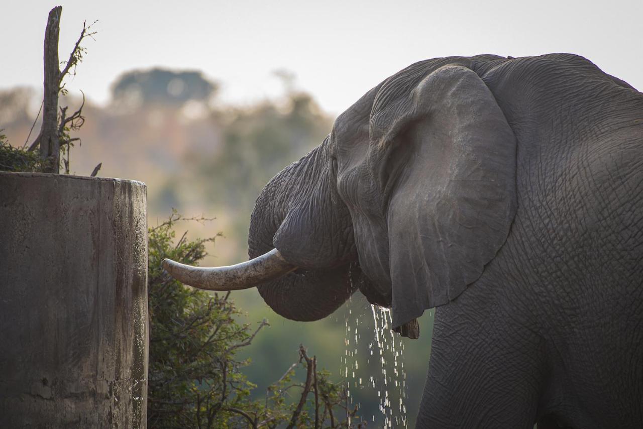 Ku Sungula Safari Lodge Balule Game Reserve Zewnętrze zdjęcie