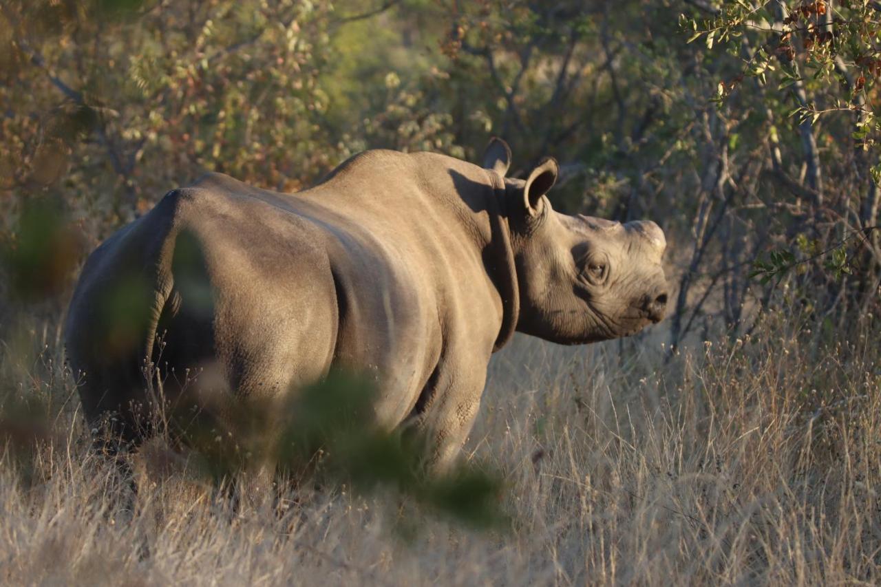 Ku Sungula Safari Lodge Balule Game Reserve Zewnętrze zdjęcie