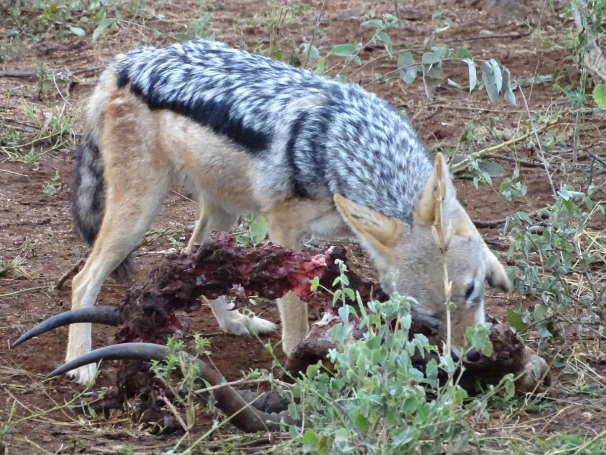 Ku Sungula Safari Lodge Balule Game Reserve Zewnętrze zdjęcie