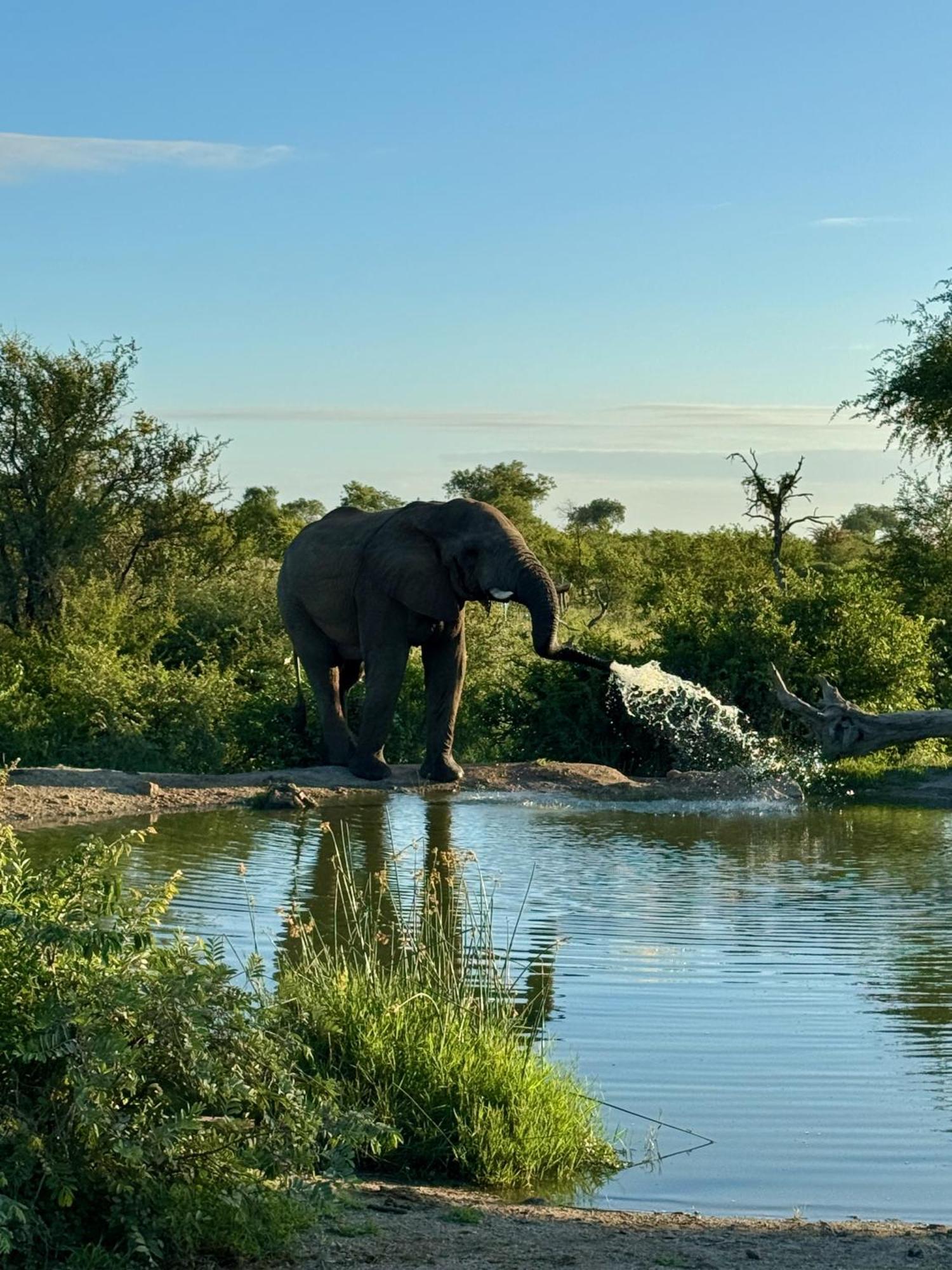 Ku Sungula Safari Lodge Balule Game Reserve Zewnętrze zdjęcie