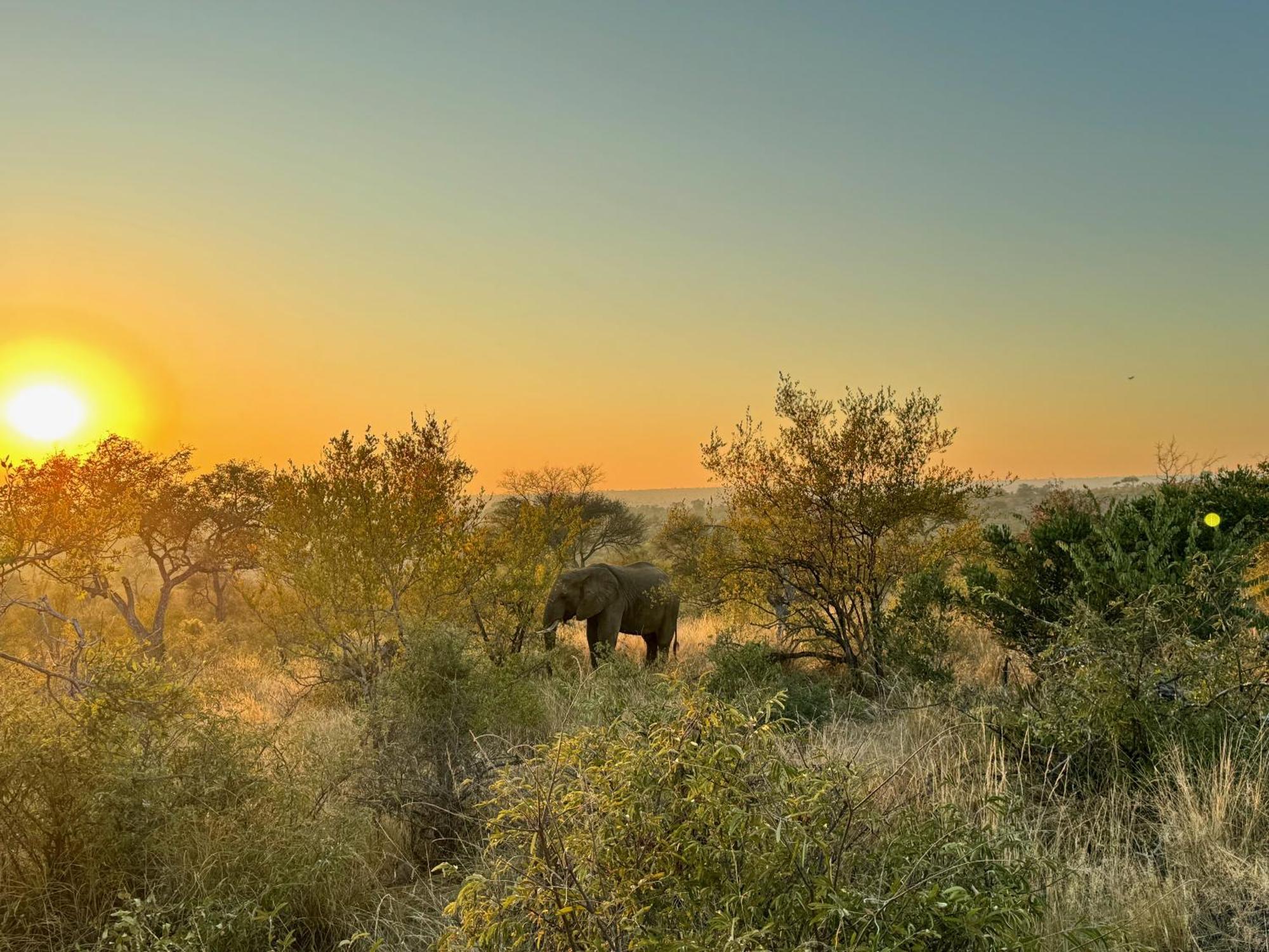 Ku Sungula Safari Lodge Balule Game Reserve Zewnętrze zdjęcie