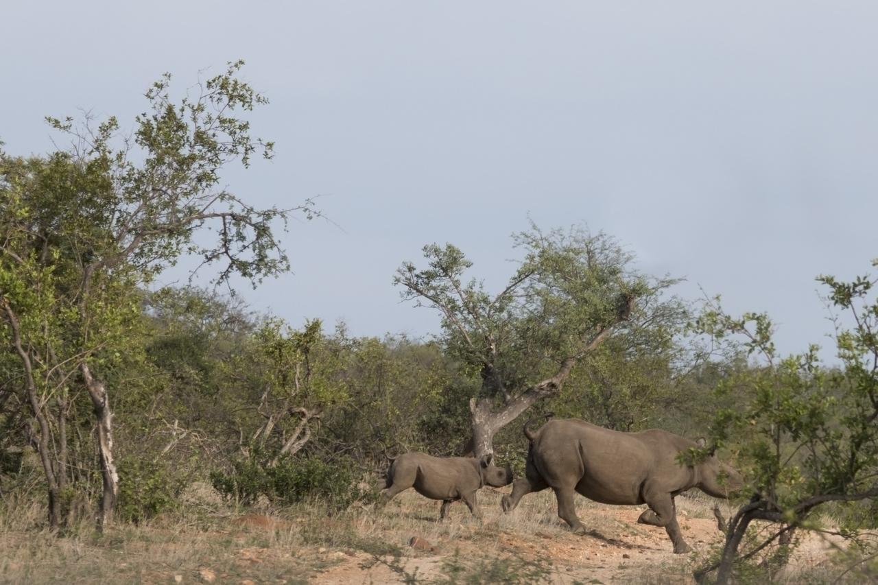 Ku Sungula Safari Lodge Balule Game Reserve Zewnętrze zdjęcie