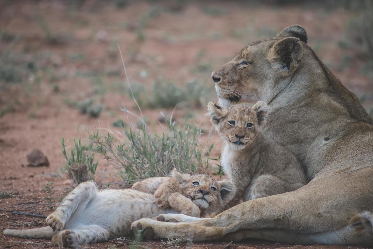 Ku Sungula Safari Lodge Balule Game Reserve Zewnętrze zdjęcie