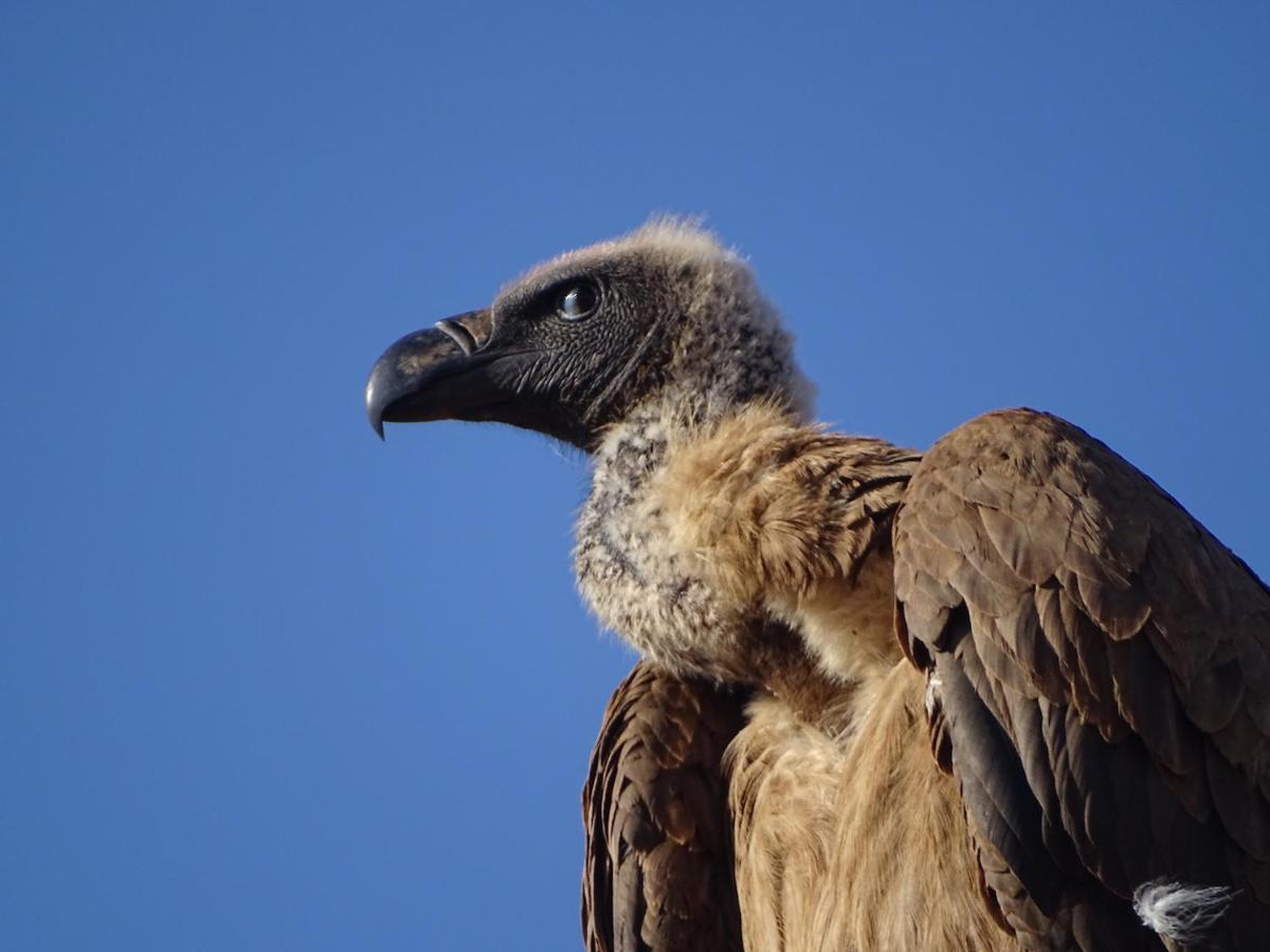 Ku Sungula Safari Lodge Balule Game Reserve Zewnętrze zdjęcie