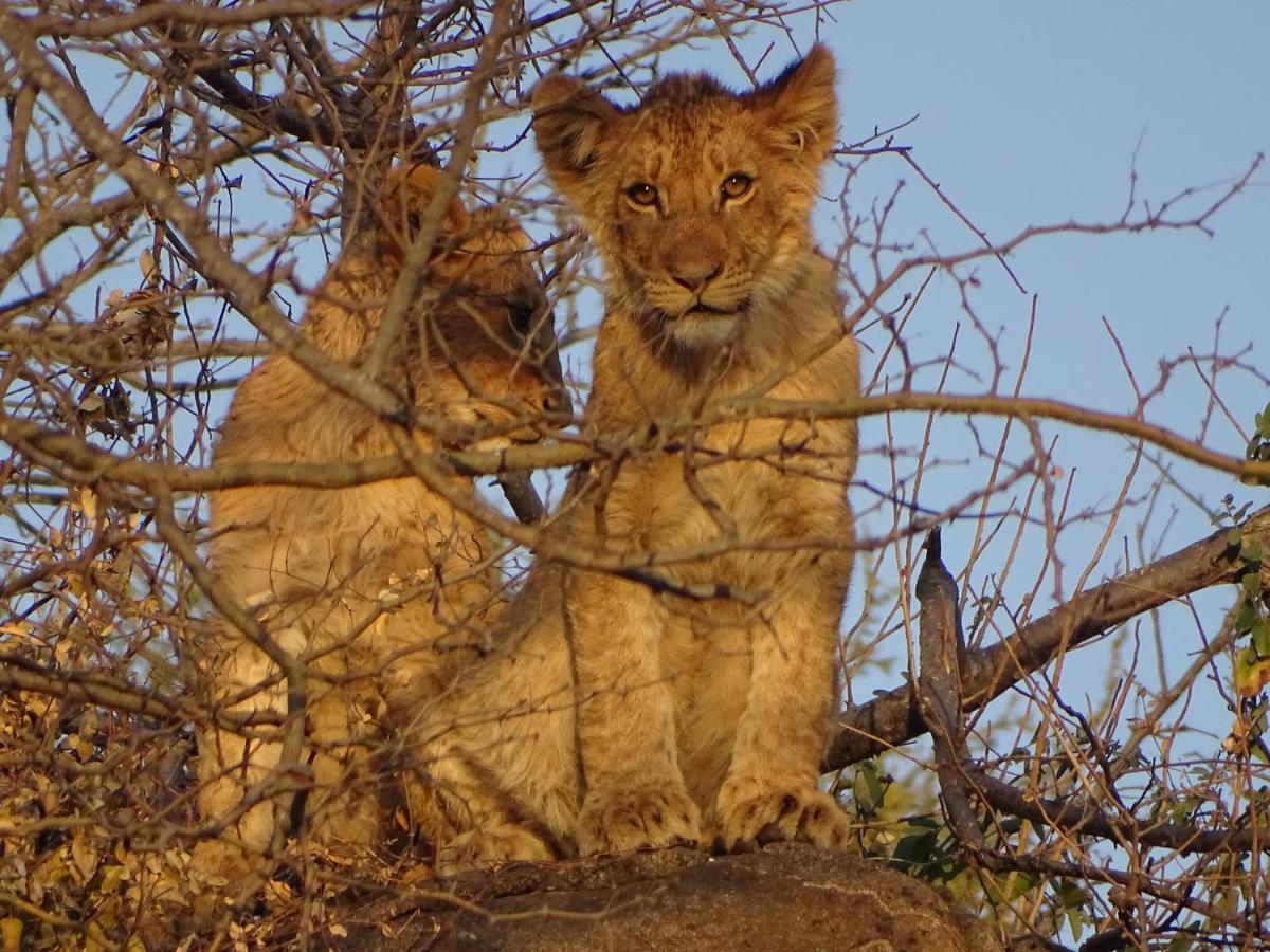 Ku Sungula Safari Lodge Balule Game Reserve Zewnętrze zdjęcie