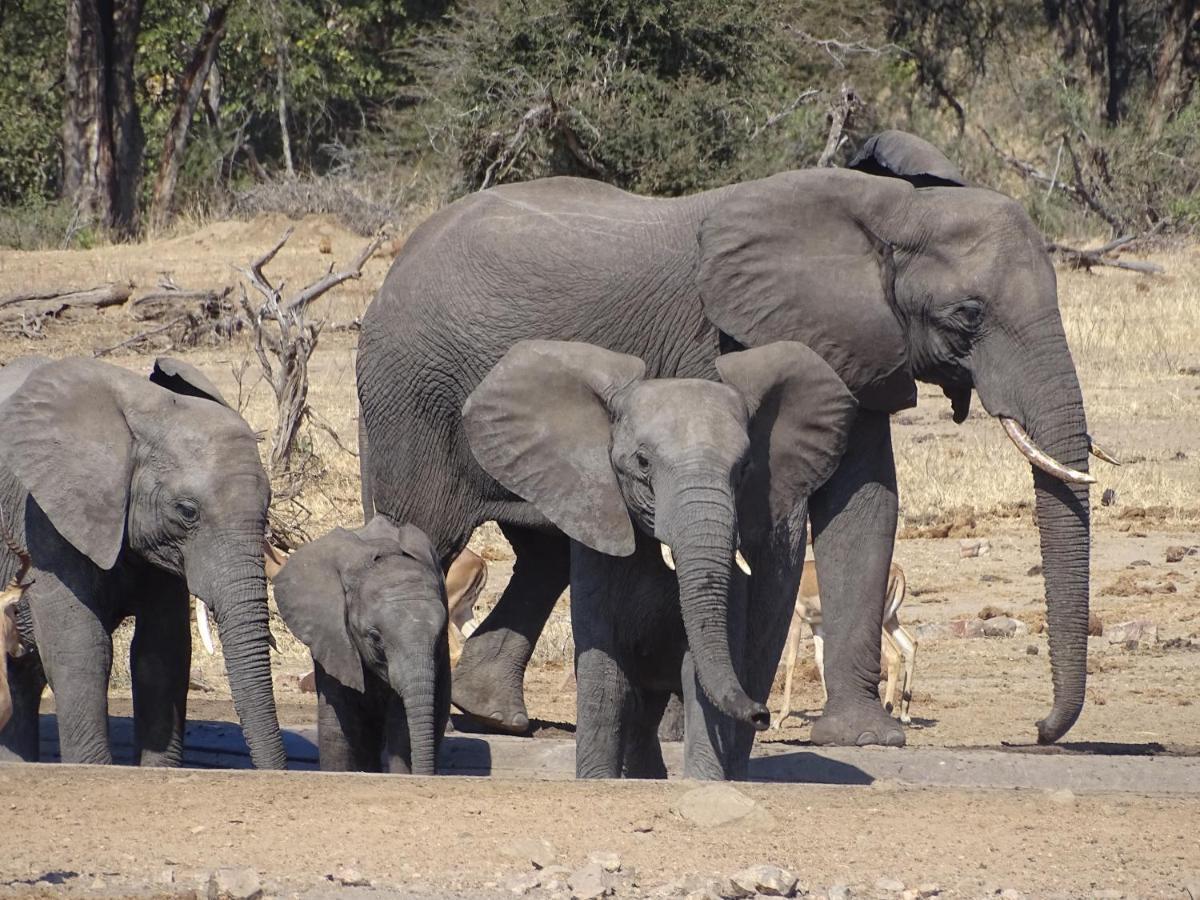 Ku Sungula Safari Lodge Balule Game Reserve Zewnętrze zdjęcie